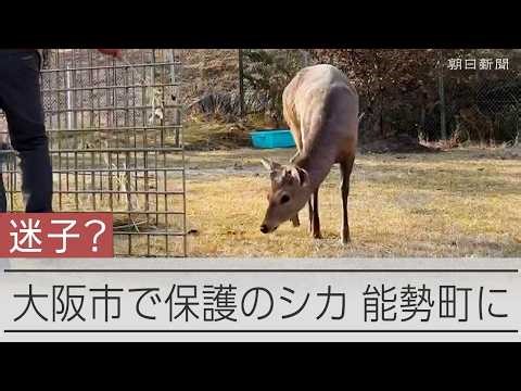 大阪市で捕獲の迷いシカ？ 「能勢温泉」に移送される