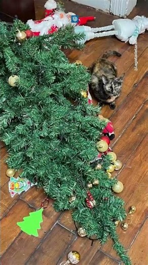 "Christmas is over": Cuñita, the cat from Radio Bío Bío in Valparaíso, vandalized a Christmas tree