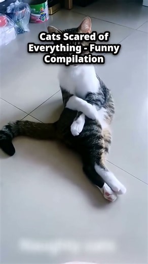 Grumpiest Cats on the Internet Ranked Cats Scared of Everything