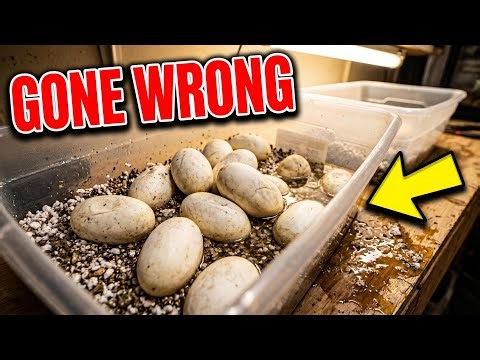 Collecting Ball Python Eggs & Everything Went Wrong