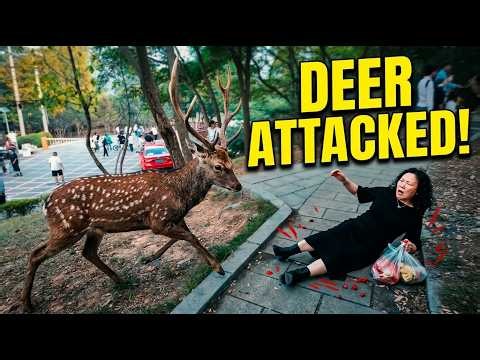 Sika deer knocks tourist to the ground in Liaoning, China