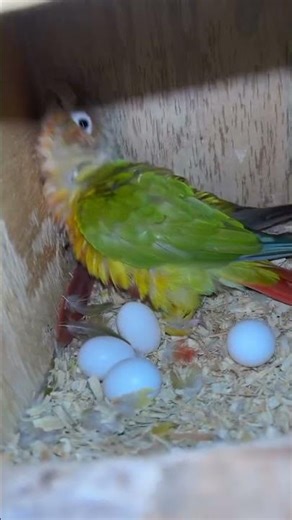 pineapple conure parrot breeding