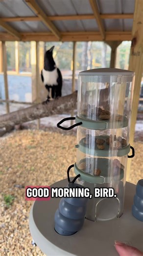 What happens when a crow solves a puzzle for the first time