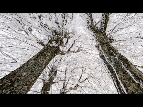 Do trees actually explode from extreme cold?