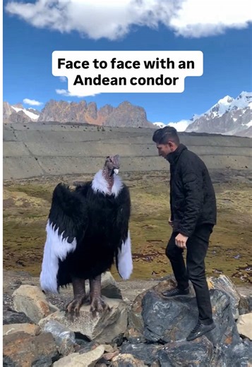 Costume or not, the Andes still carry their legends 🦅 In Inca mythology, the Andean condor symbolizes Hanan Pacha—and with a wingspan up to 10.5 feet, it’s as epic as the stories. For the best sightings, head to Colca Canyon early and keep your distance—these birds are protected. 🎥 @andesnaestrada on IG 📍Andes Mountains in Peru #andesmountains #colcacanyon #perutiktok #condor #perutravel