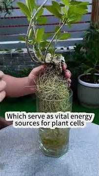 Explosive root growth!#plant #plants #planting #garden #gardening