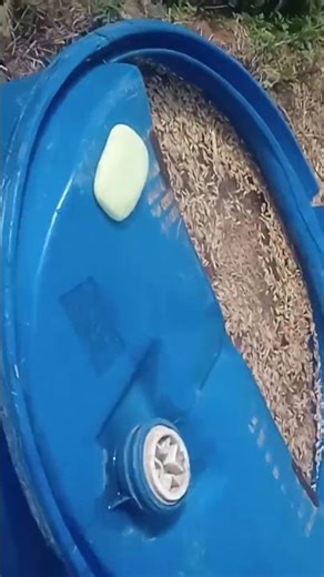 abhi ham dhaan mein Pani bhar rahe hain#video #sort