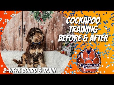Knoxville Dog Trainers - Cockapoo Training Before & After