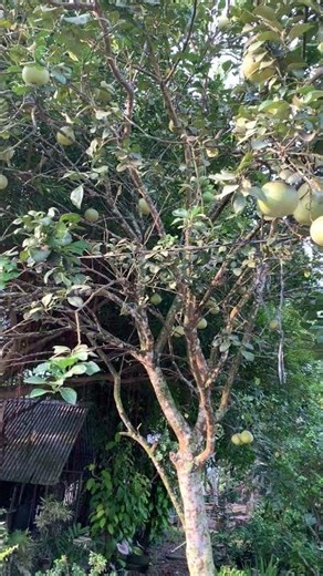 The largest of the citrus fruits: Pomelo (Citrus maxima) tree, northern Philippines