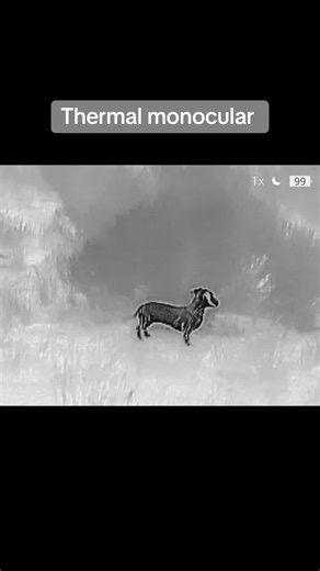 Thermal monocular review #dachshund #hunting #thermalcamera | monocular