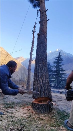 Perfect Tree Cutting Skill 😱 One Cut, Tree Down! 🌲🔥 #forestrywork #treecutting #arborist