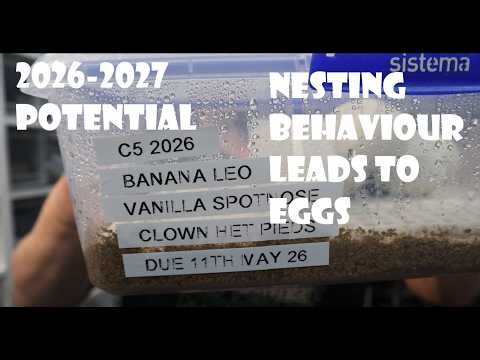 CLUTCH 5 -2026 ARRIVES - NESTING BEHAVIOUR LEADS TO EGGS + A LOOK AT 2026-27 BREEDING ARMY BUILDING