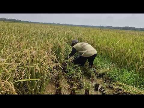 SMART FARMING HACK! EASY WAY TO HARVEST RICE WITH SICKLE - Agriculture Farming