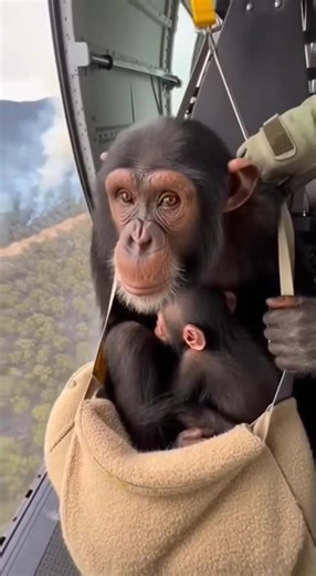 Helicopter Airlift Saves A Baby Chimp