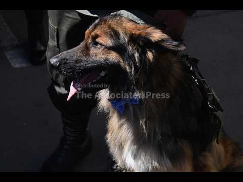 Adopted as a stray at a roadblock, Rex is promoted to sub-lieutenant in the Bolivian police