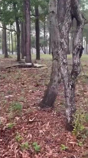 Massive alligator wrangled near residential street in North Carolina