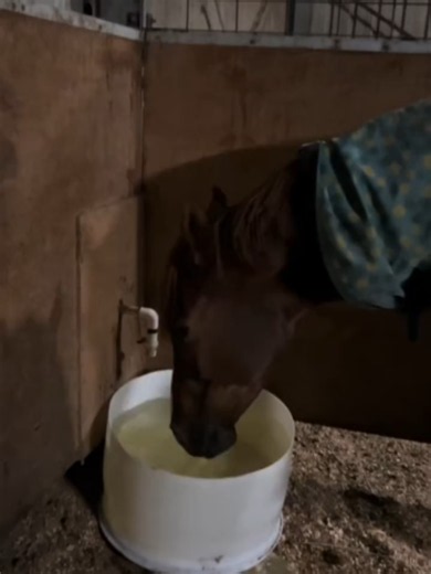 @horsevideotiktok ✨ Top viral horse moments 🐎 Credits: @riding.with.rhapsody I #horse #horses #horsevideo #funnyhorse