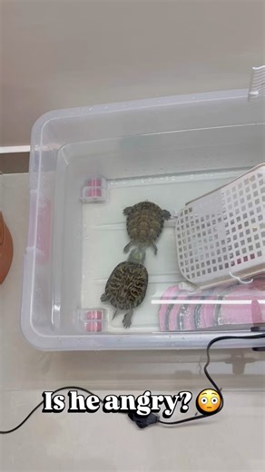 Is He Angry? 😳 | Red-Eared Slider Turtle Behavior 🐢