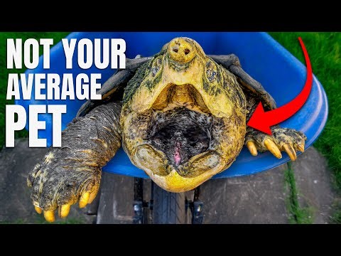 USA’s Largest Freshwater Turtle Goes Through 4th Pond in 4 Years… Will It Work This Time?