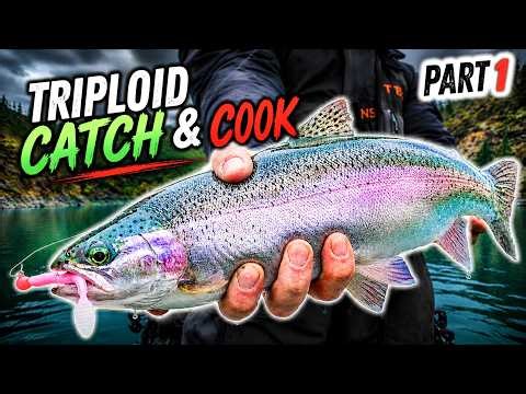 We Accidentally Found the BEST Trout Fishing of Our Lives (Triploids Everywhere)