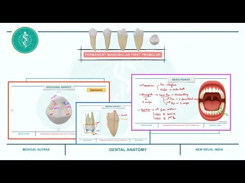 Permanent Mandibular First Premolar