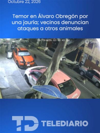 Vecinos denuncian ataques contra otros animales en Álvaro Obregón 📢 Habitantes de la colonia Bellavista, en la alcaldía Álvaro Obregón, Ciudad de México, viven preocupados por la presencia de una jauría de perros a la que señalan por presuntos ataques contra otros animales. De acuerdo con los vecinos, desde hace aproximadamente un mes han encontrado gatos mutilados e incluso muertos, una situación que los llevó a presentar reportes ante distintas instancias, entre ellas la Procuraduría Ambienta