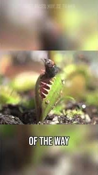 if you want more calcium...