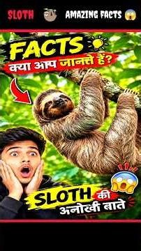 SLOTH 🦥 Ooooooo bhai 😱 ye kya hai//# #facts #shortsfeed #viral #amazingfacts ‪@FactoHolic‬