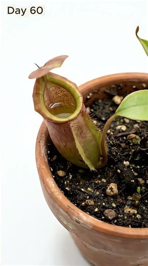 This Plant Traps and Digests Insects 😱🪰 #plantgrowth