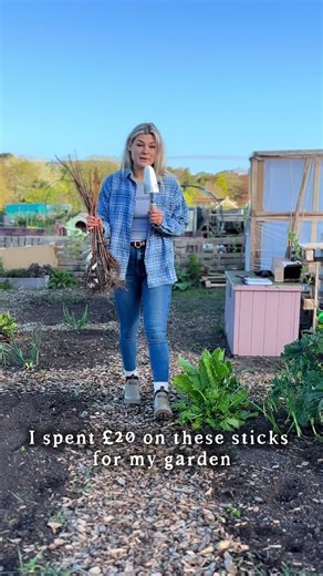 Raspberries Grow on Sticks? A Sweet Surprise