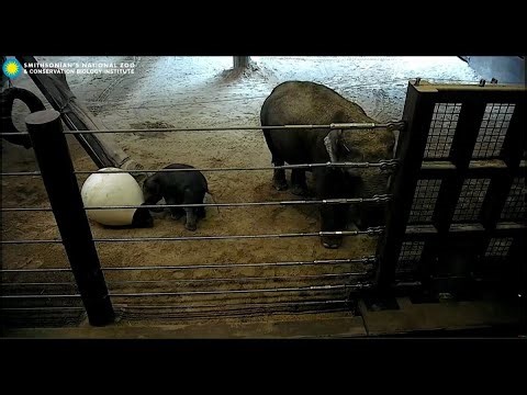 Elephant cam: Watch baby elephant Linh Mai make her debut at National Zoo in DC | NBC4 Washington