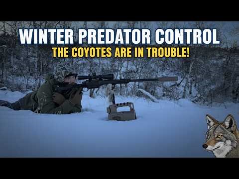 Coyotes Are Making a Mess of This Winter Range — We’re Stepping In