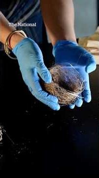 Birds in Ukraine are making nests out of drone cables