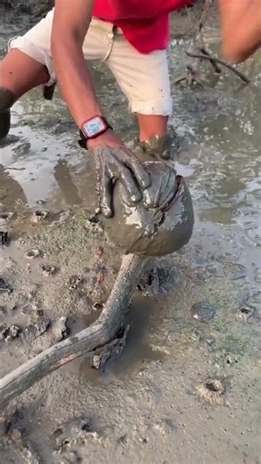 splitting a coconut with a knife