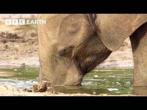 Uncovering The Secret Lives of Forest Elephants | BBC Earth
