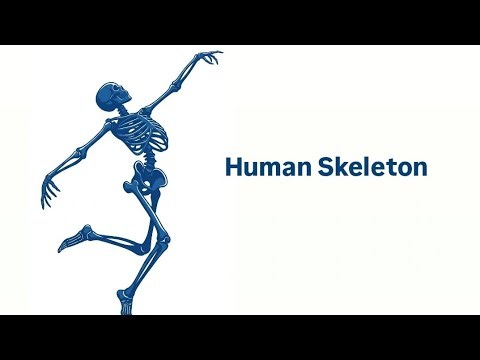 Axial vs. Appendicular Skeleton: The Complete Bone Division