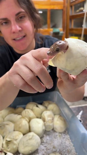 Got a couple of Ball Pythons 🐍 ready to come out!