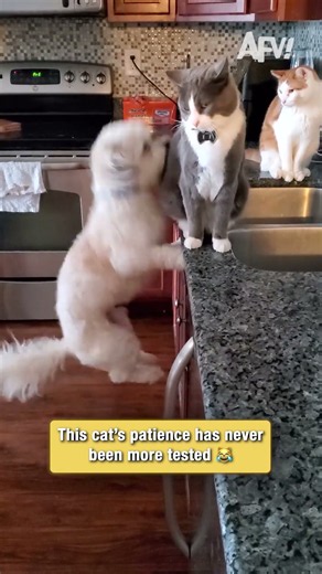 This cat's patience has never been more tested 😹