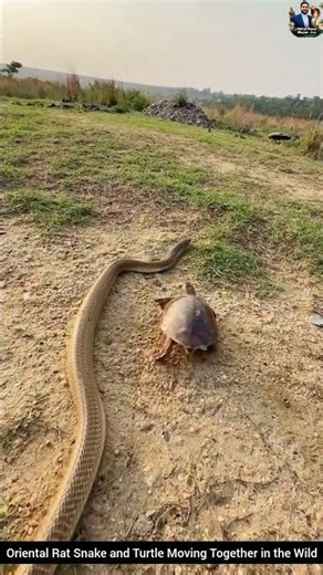 Oriental Rat Snake and Turtle Moving Together in the Wild #snake #wildliferescue #wildlife
