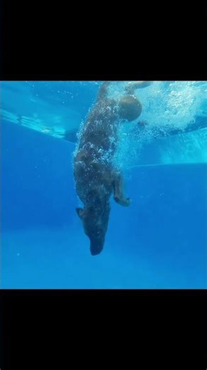 Golden Retriever Underwater Dive Is Insane 👀🐾