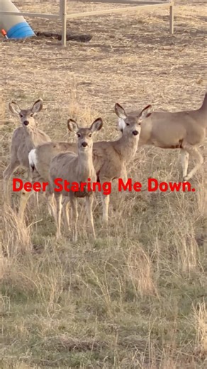 50+ Deer Staring Me Down… This Got Intense 😳