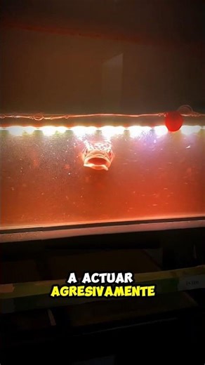 Cuando su pez empezó a actuar de forma extraña, Internet se volvió loco 😨🐟 #shortvideo