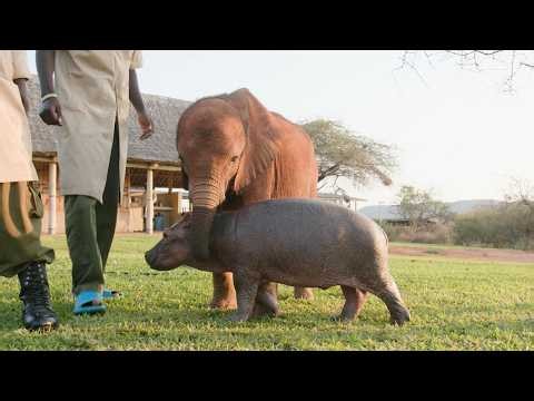 Unlikely Besties: Bumpy the Hippo and Wangalla the Elephant | Sheldrick Wildlife Trust