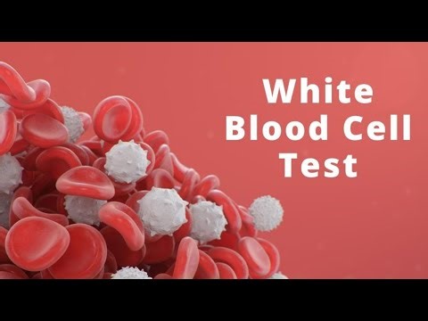 WBC test on microscope