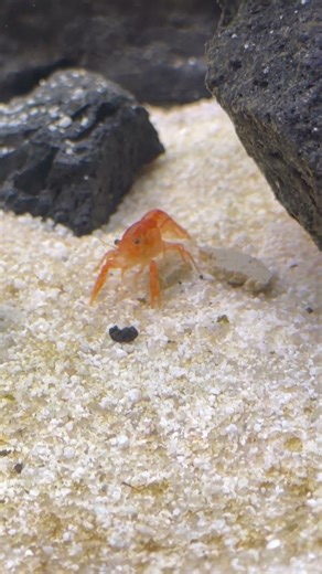 Mexican Dwarf Crayfish Eating!