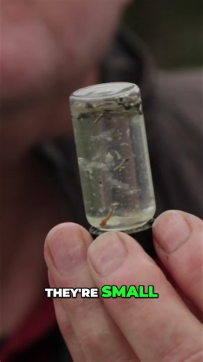 Teeny, Tiny and Shiny! Catching Trout with Chironomid Tactics