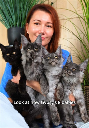 Maine Coon Kittens: Gypsy’s Bunch of Black Kittens
