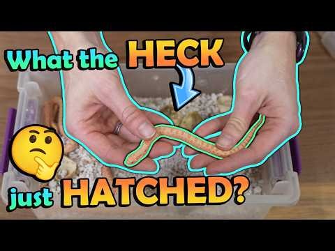 Our first AAA Hognose Hatching?!
