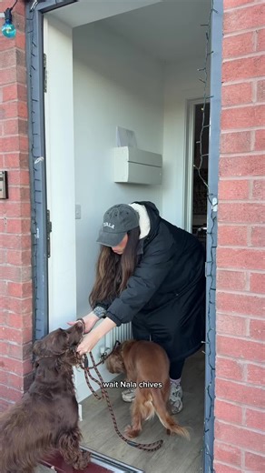 There’s nothing like a day on the ice in Devon to make you reflect on your (potentially impulsive) life choices that you made in the past, wouldn’t change it for the world mind. Go on what decisions have you made and questioned?🫠 #vlog #humour #workingcockerspaniels #exeter #2under2