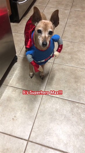 Max dressing up for Halloween #dog #funny #doggielife #petsrule